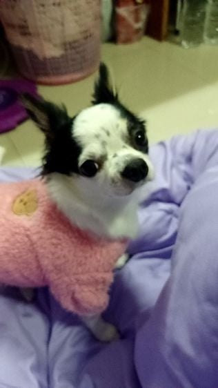 ชิวาวา (Chihuahua) เล็ก หมาสุนัข