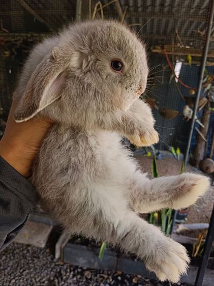 กระต่ายฮอลแลนด์ลอปแท้เพศหญิงอายุ1เดือนครึ่ง รูปที่ 3