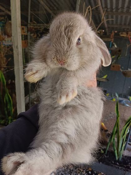กระต่ายฮอลแลนด์ลอปแท้เพศหญิงอายุ1เดือนครึ่ง รูปที่ 2