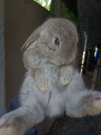 กระต่ายฮอลแลนด์ลอปแท้เพศชายอายุ1เดือนครึ่ง รูปที่ 2