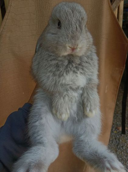 กระต่ายฮอลแลนด์ลอปแท้เพศชายอายุ1เดือนครึ่ง รูปที่ 4