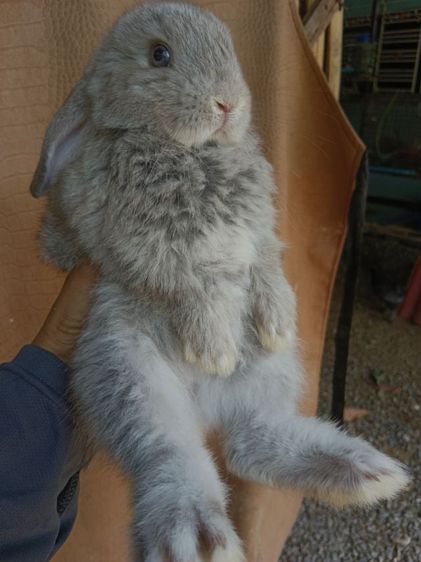 กระต่ายฮอลแลนด์ลอปแท้เพศชายอายุ1เดือนครึ่ง