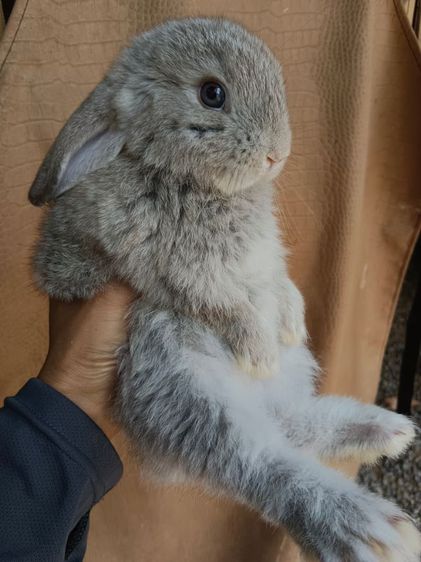 กระต่ายฮอลแลนด์ลอปแท้เพศชายอายุ1เดือนครึ่ง รูปที่ 3