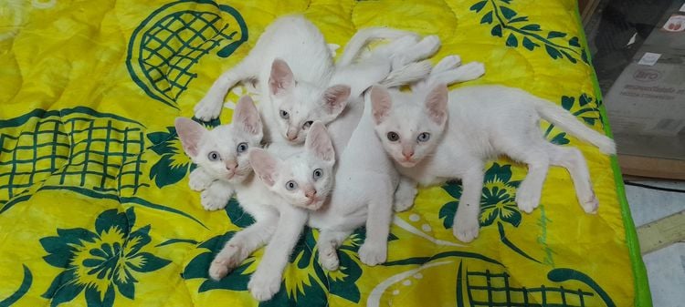 ลูกแมวไทยวิเชียรมาศ ขาวมณี รูปที่ 3