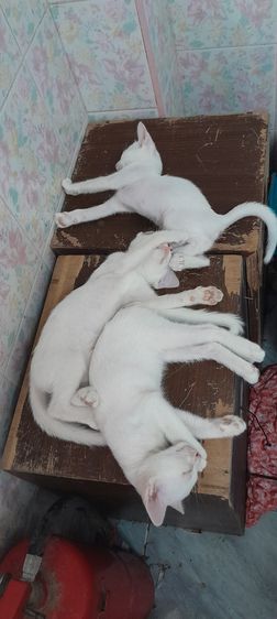 ลูกแมวไทยวิเชียรมาศ ขาวมณี รูปที่ 2