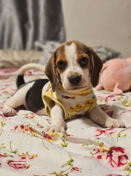 บีเกิล (Beagle) เล็ก ลูกสุนัขบีเกิ้ล