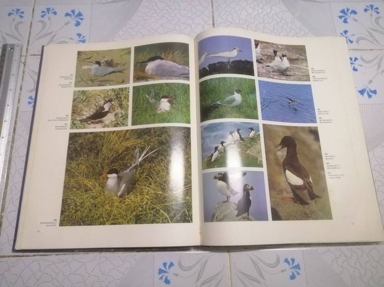 The Dictionary of BIRDS in colour  BY BRUCE CAMPBELL พจนานุกรม นก  รูปที่ 10