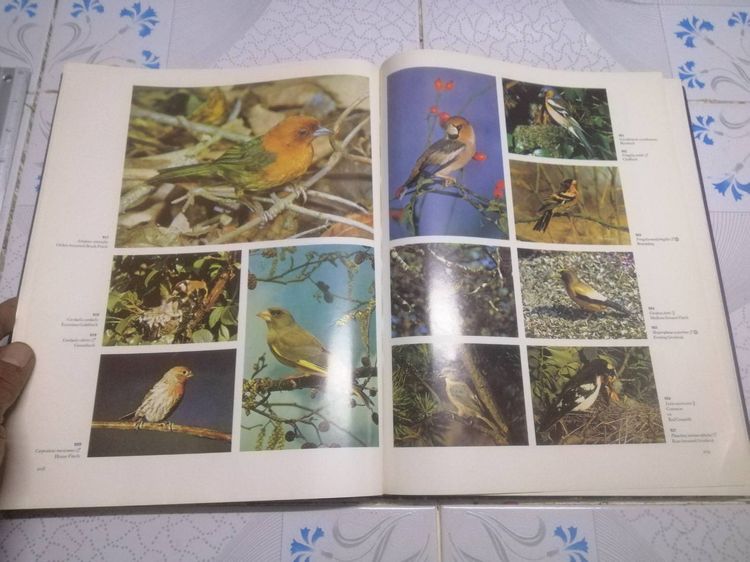 The Dictionary of BIRDS in colour  BY BRUCE CAMPBELL พจนานุกรม นก  รูปที่ 11