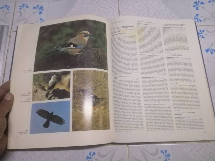 The Dictionary of BIRDS in colour  BY BRUCE CAMPBELL พจนานุกรม นก  รูปที่ 12