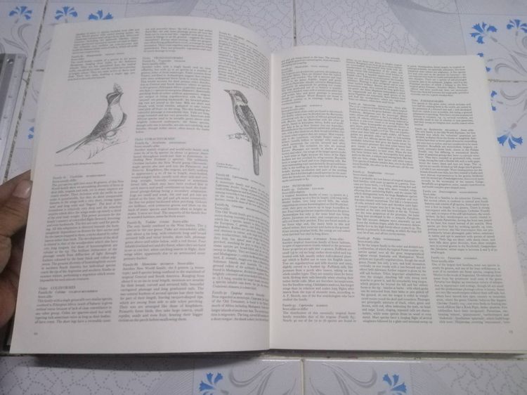 The Dictionary of BIRDS in colour  BY BRUCE CAMPBELL พจนานุกรม นก  รูปที่ 8
