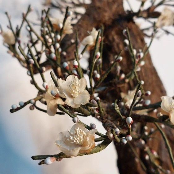 ต้นซากุระ ดอกสีชมพู สวยงาม🌸🌸🌸 รูปที่ 3