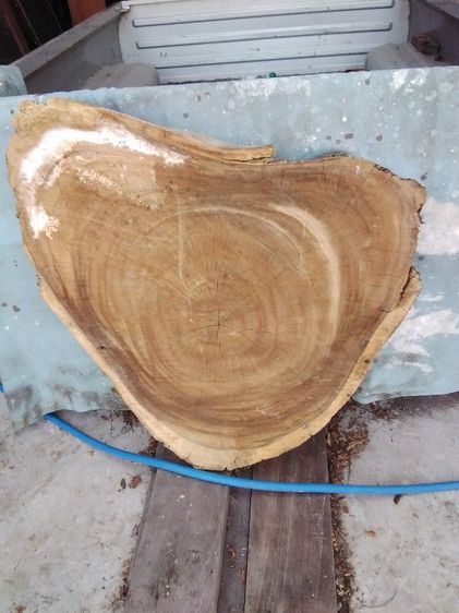 🏛.ไม้ฉำฉาหนา แห้ง. รูปที่ 3