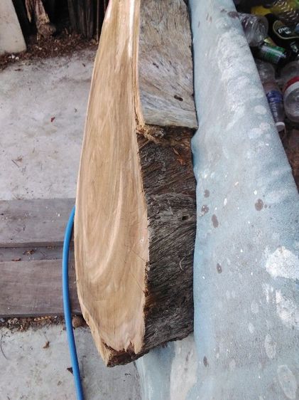 🏛.ไม้ฉำฉาหนา แห้ง. รูปที่ 4