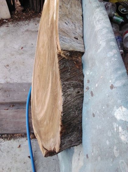 🏛.ไม้ฉำฉาหนา แห้ง. รูปที่ 2