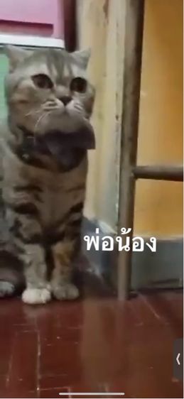 แมวสก๊อตติสผสมไทย รูปที่ 4