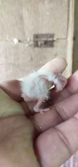 ขายลูกป้อนนกค๊อกคาเทล..ขนาดตามรูป..ราคา 400 บาท..สนใจโทร 0929135188 บาท รูปที่ 2