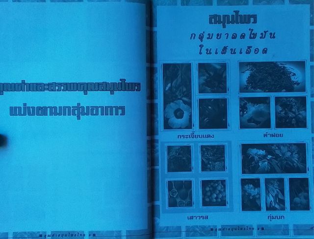 หนังสือ สมุนไพรไทย รูปที่ 5