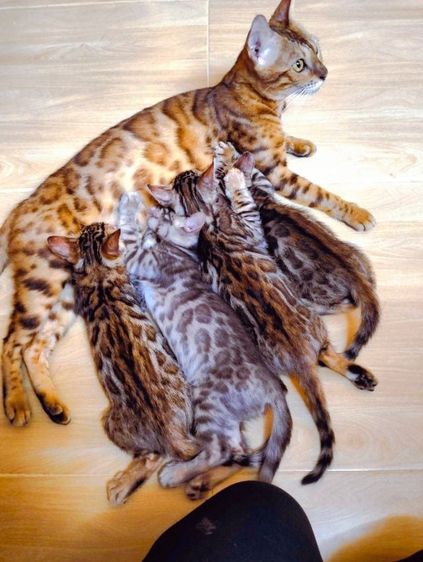 ขายลูกแมวเบงกอล วัย 2 เดือนกว่า ยกครอก 4 ตัว ( ดช. 2 ตัว ดญ. 2 ตัว )ไม่รวมแม่ รูปที่ 2