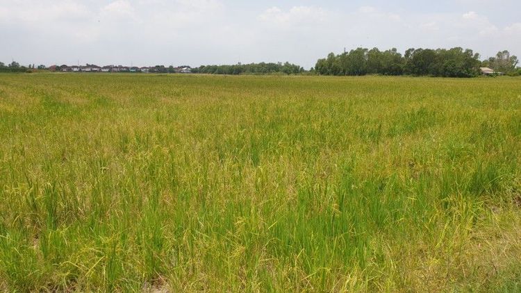 ขายที่ดิน 5ไร่ 3งาน
ไร่ละ 3,500,000 รูปที่ 4