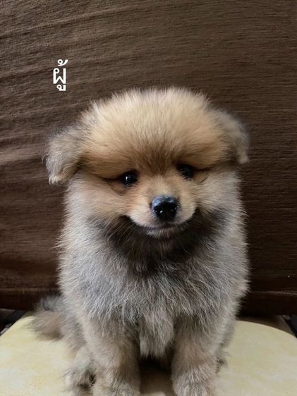 ปอมเมอเรเนียน (Pomeranian) เล็ก น้องหมาปอม
