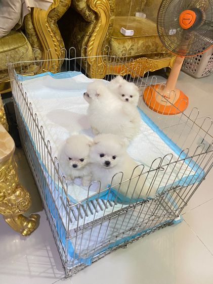 จำหน่ายปอม ฟาร์มpom ลูกหมา ปอมแท้ ปอมหน้าหมี  ปอมขาว ปอมทีคัพ ร้านขายหมาปอม deawdeawpompomeranian  รูปที่ 9