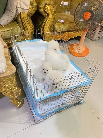 จำหน่ายปอม ฟาร์มpom ลูกหมา ปอมแท้ ปอมหน้าหมี  ปอมขาว ปอมทีคัพ ร้านขายหมาปอม deawdeawpompomeranian  รูปที่ 10
