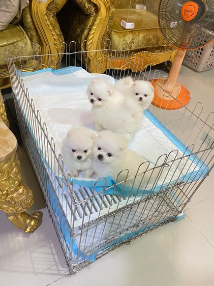 จำหน่ายปอม ฟาร์มpom ลูกหมา ปอมแท้ ปอมหน้าหมี  ปอมขาว ปอมทีคัพ ร้านขายหมาปอม deawdeawpompomeranian  รูปที่ 10