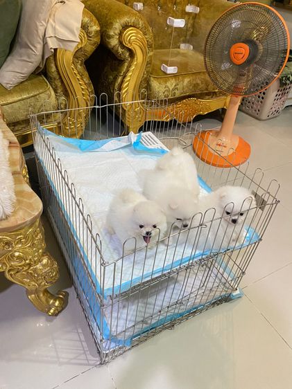 จำหน่ายปอม ฟาร์มpom ลูกหมา ปอมแท้ ปอมหน้าหมี  ปอมขาว ปอมทีคัพ ร้านขายหมาปอม deawdeawpompomeranian  รูปที่ 13