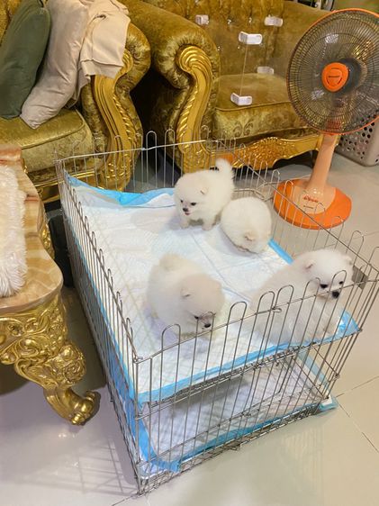 จำหน่ายปอม ฟาร์มpom ลูกหมา ปอมแท้ ปอมหน้าหมี  ปอมขาว ปอมทีคัพ ร้านขายหมาปอม deawdeawpompomeranian  รูปที่ 12