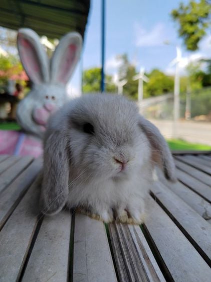 กระต่าย รูปที่ 8