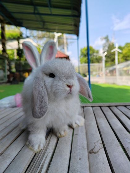 กระต่าย รูปที่ 7