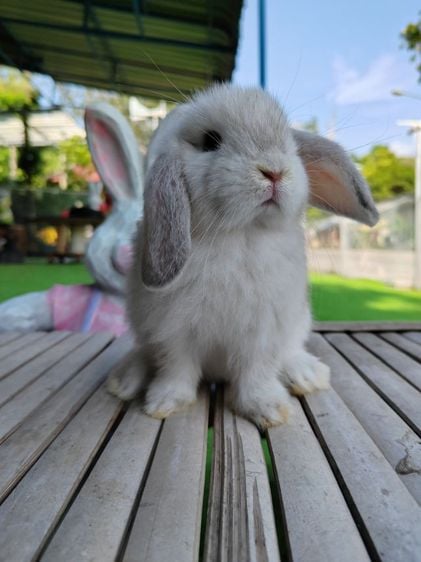 กระต่าย รูปที่ 4