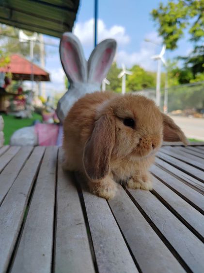 กระต่าย รูปที่ 3