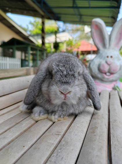 กระต่าย รูปที่ 1