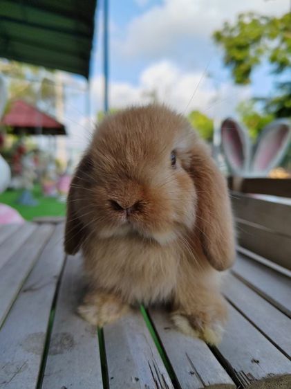 กระต่าย รูปที่ 1