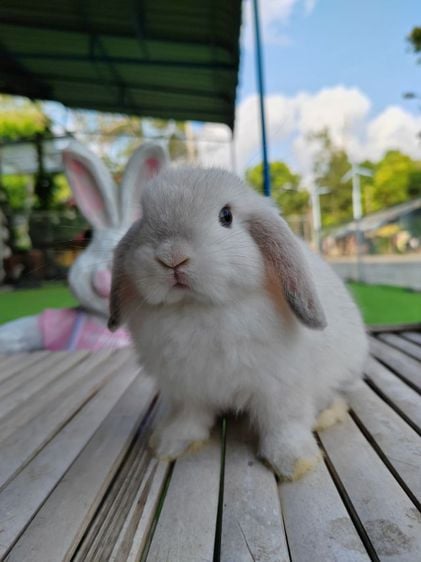 กระต่าย รูปที่ 5