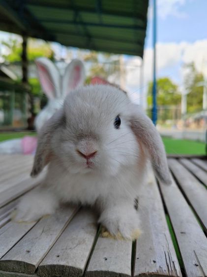 กระต่าย รูปที่ 3