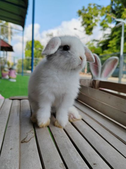 กระต่าย รูปที่ 5