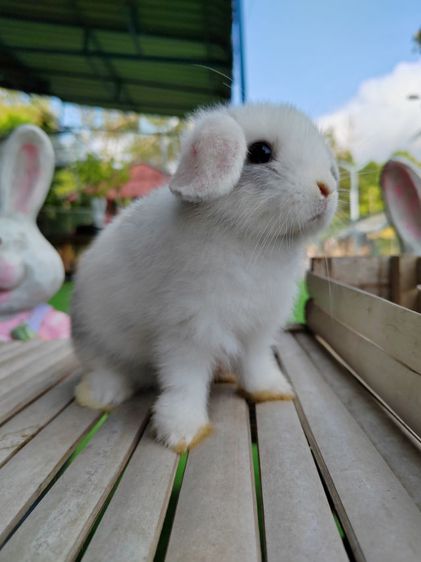 กระต่าย รูปที่ 2