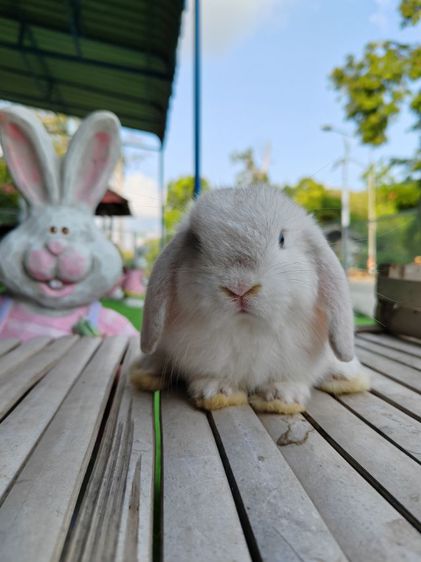 กระต่าย รูปที่ 7