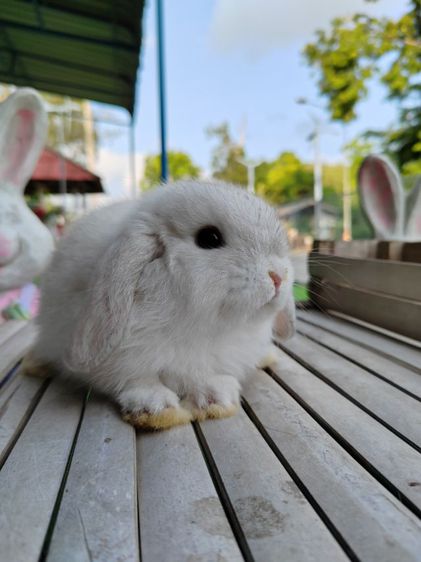 กระต่าย รูปที่ 10