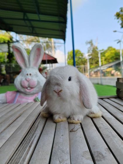 กระต่าย รูปที่ 6