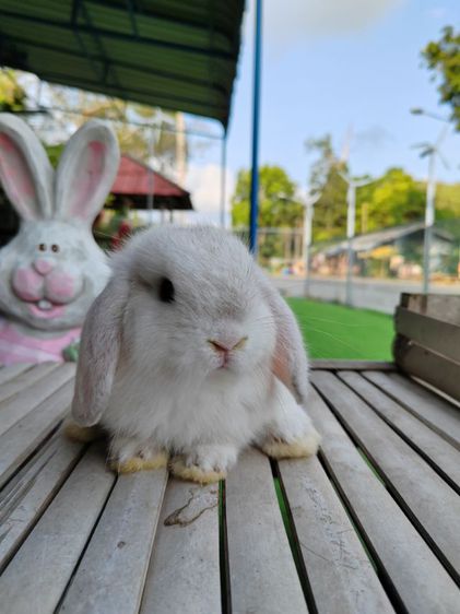 กระต่าย รูปที่ 4