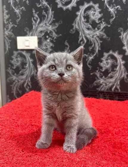 บริติช ชอทแฮร์ (British Shorthair) ลูกแมว บริติชช็อตแฮร์ 2เดือน ใบเพด WCF