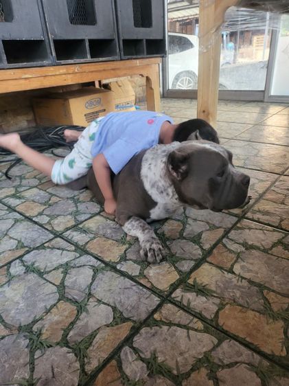 ขายบูลลี่อายุ2ปีกว่าหมาใจดีทำหมั่นแล้วเล่นกับเด็กได้ ไชต์พ็อกเก็ต ขายเนื่องจากน้องชอบโดนหมาไทยจะกัดเลยอยากหาบ้านใหม่ หมาอยู่อำเภอบางปะอิน  รูปที่ 4