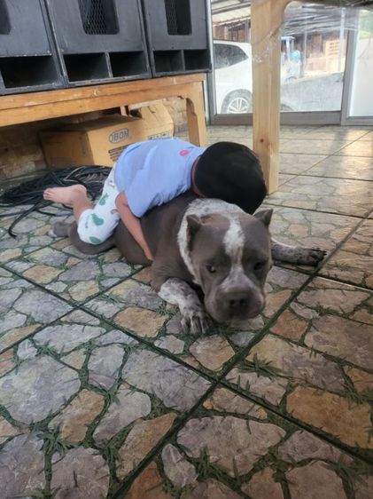 ขายบูลลี่อายุ2ปีกว่าหมาใจดีทำหมั่นแล้วเล่นกับเด็กได้ ไชต์พ็อกเก็ต ขายเนื่องจากน้องชอบโดนหมาไทยจะกัดเลยอยากหาบ้านใหม่ หมาอยู่อำเภอบางปะอิน  รูปที่ 2