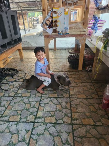 ขายบูลลี่อายุ2ปีกว่าหมาใจดีทำหมั่นแล้วเล่นกับเด็กได้ ไชต์พ็อกเก็ต ขายเนื่องจากน้องชอบโดนหมาไทยจะกัดเลยอยากหาบ้านใหม่ หมาอยู่อำเภอบางปะอิน  รูปที่ 3