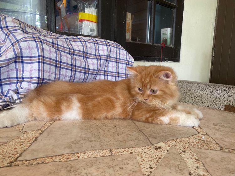 น้องแมวเปอร์เซียสีส้ม (เพศผู้) รูปที่ 2