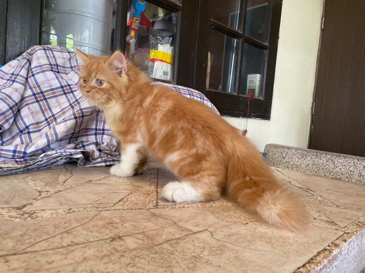 น้องแมวเปอร์เซียสีส้ม (เพศผู้) รูปที่ 4