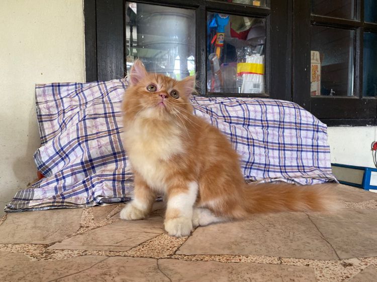 น้องแมวเปอร์เซียสีส้ม (เพศผู้) รูปที่ 5
